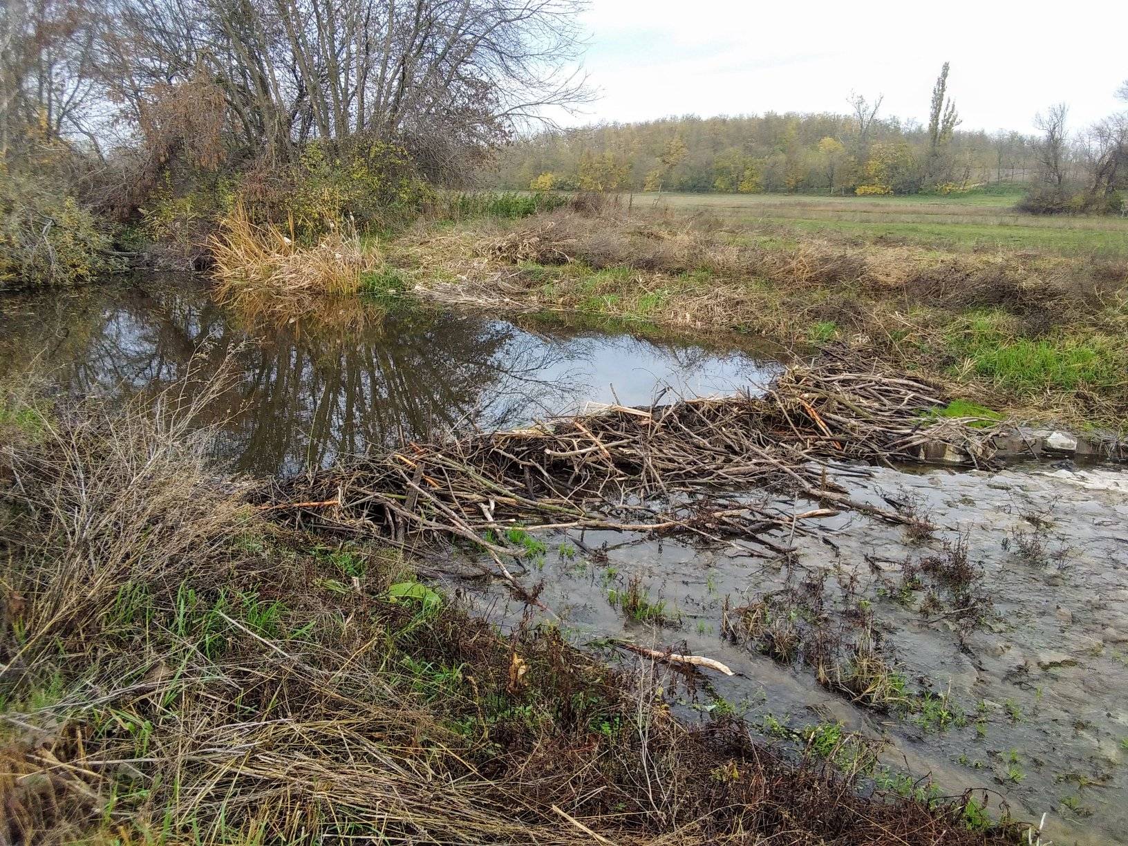 Green Beaver Infrastructure
