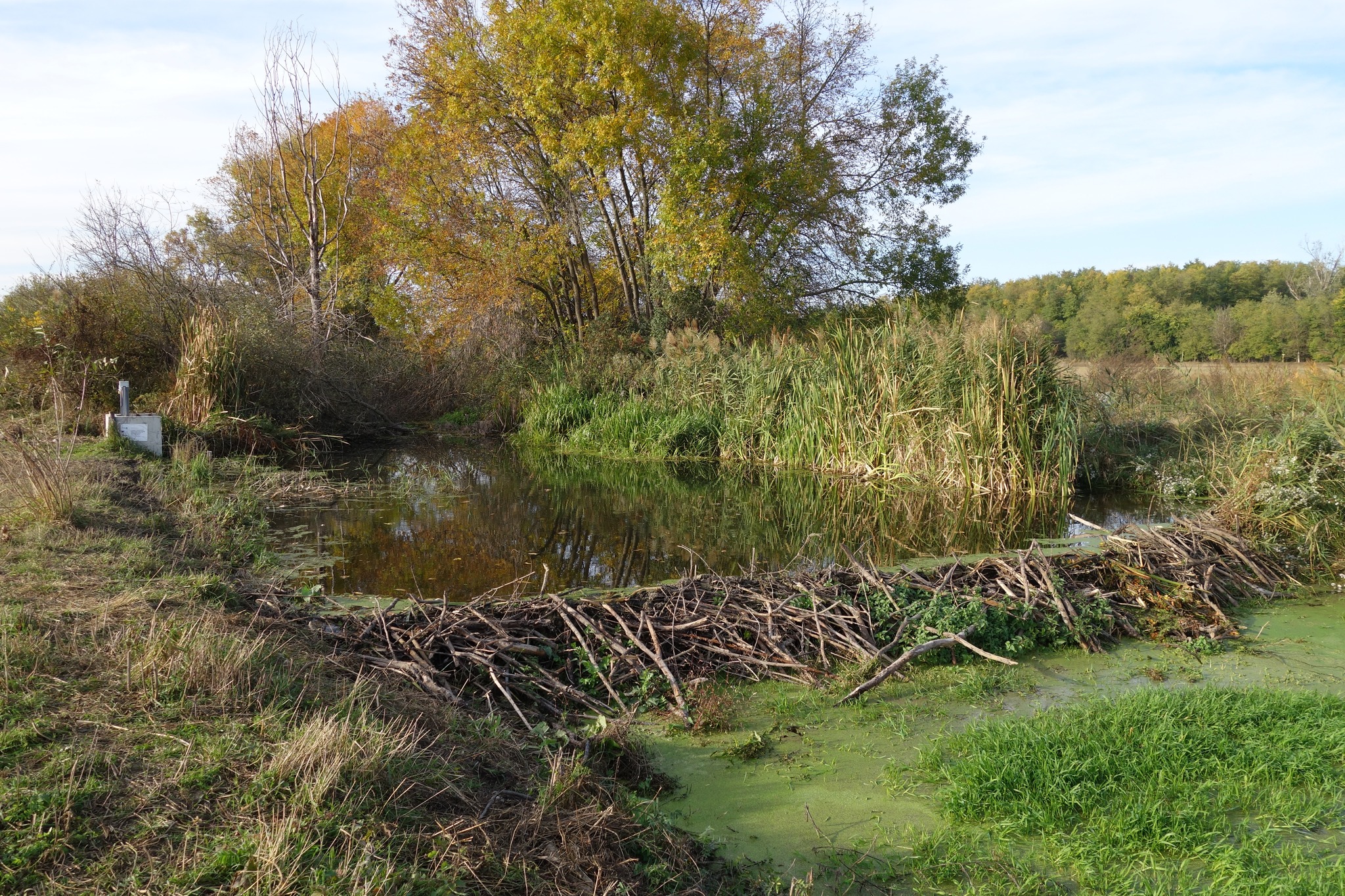 Green Beaver Infrastructure