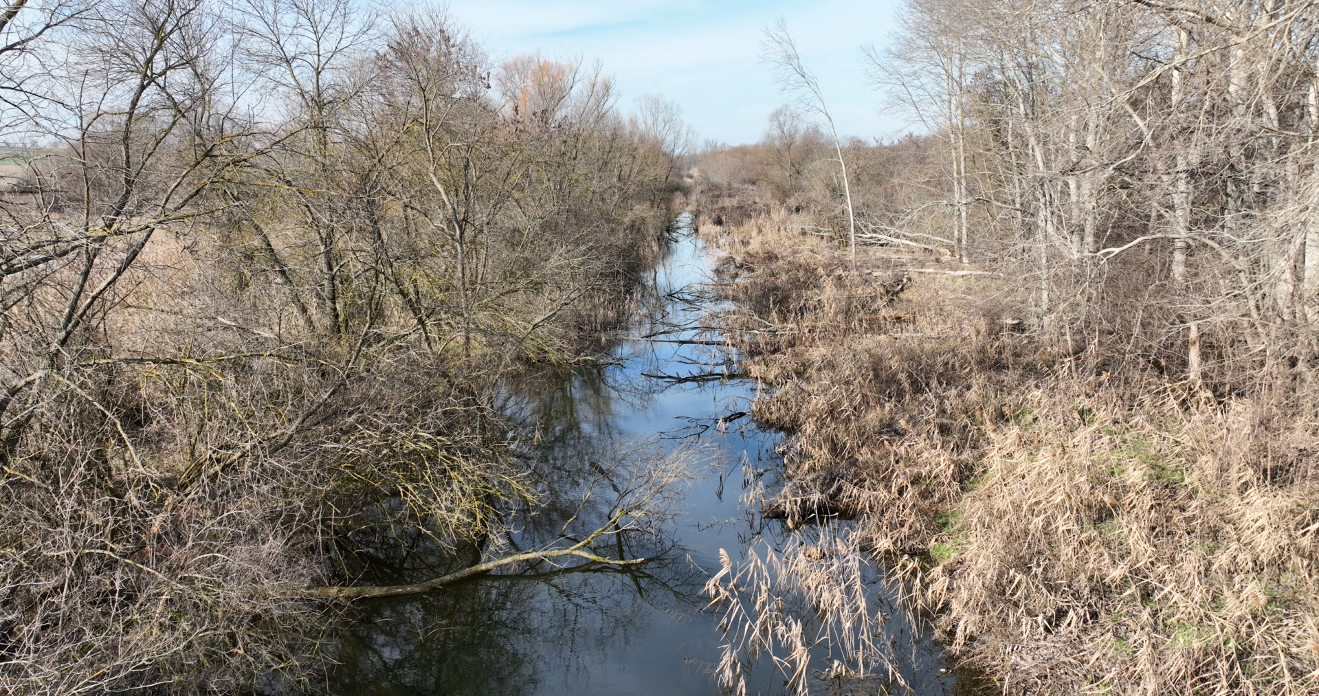 Beaver enhancement of the cannalised riverbed