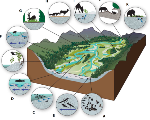 Hauer et al., 2016 Whole floodplain benefits from the river