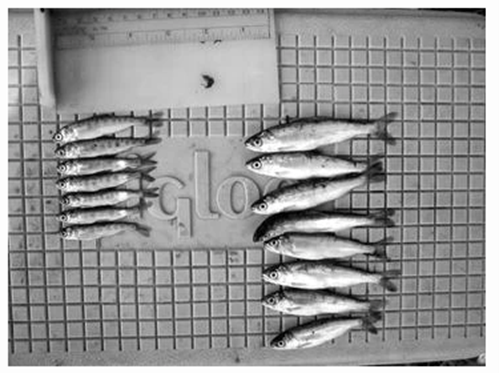 Jefferies et al., 2008 The differences in juveniles raised in streams with floodplains and those raised in streams without them