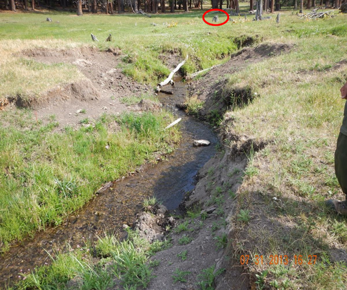 Wet Meadow pre restoration