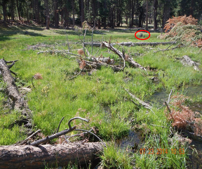 Wet Meadow post restoration